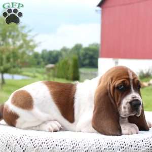 Dixie, Basset Hound Puppy